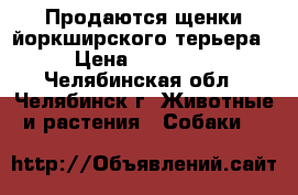 Продаются щенки йоркширского терьера › Цена ­ 10 000 - Челябинская обл., Челябинск г. Животные и растения » Собаки   